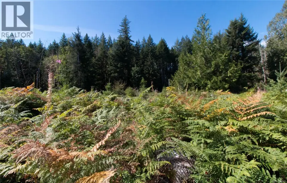 Dense evergreen forest backdrop with varied foliage, including mature trees and ground cover
